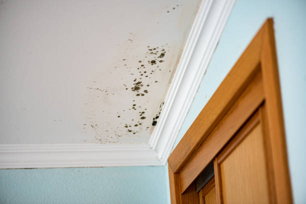 Best Health and Safety Mold Remediation in Bren Bow, OK