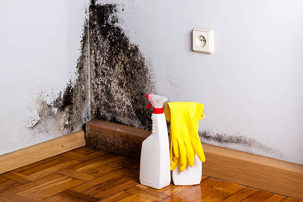Best White Mold Remediation in Bren Bow, OK